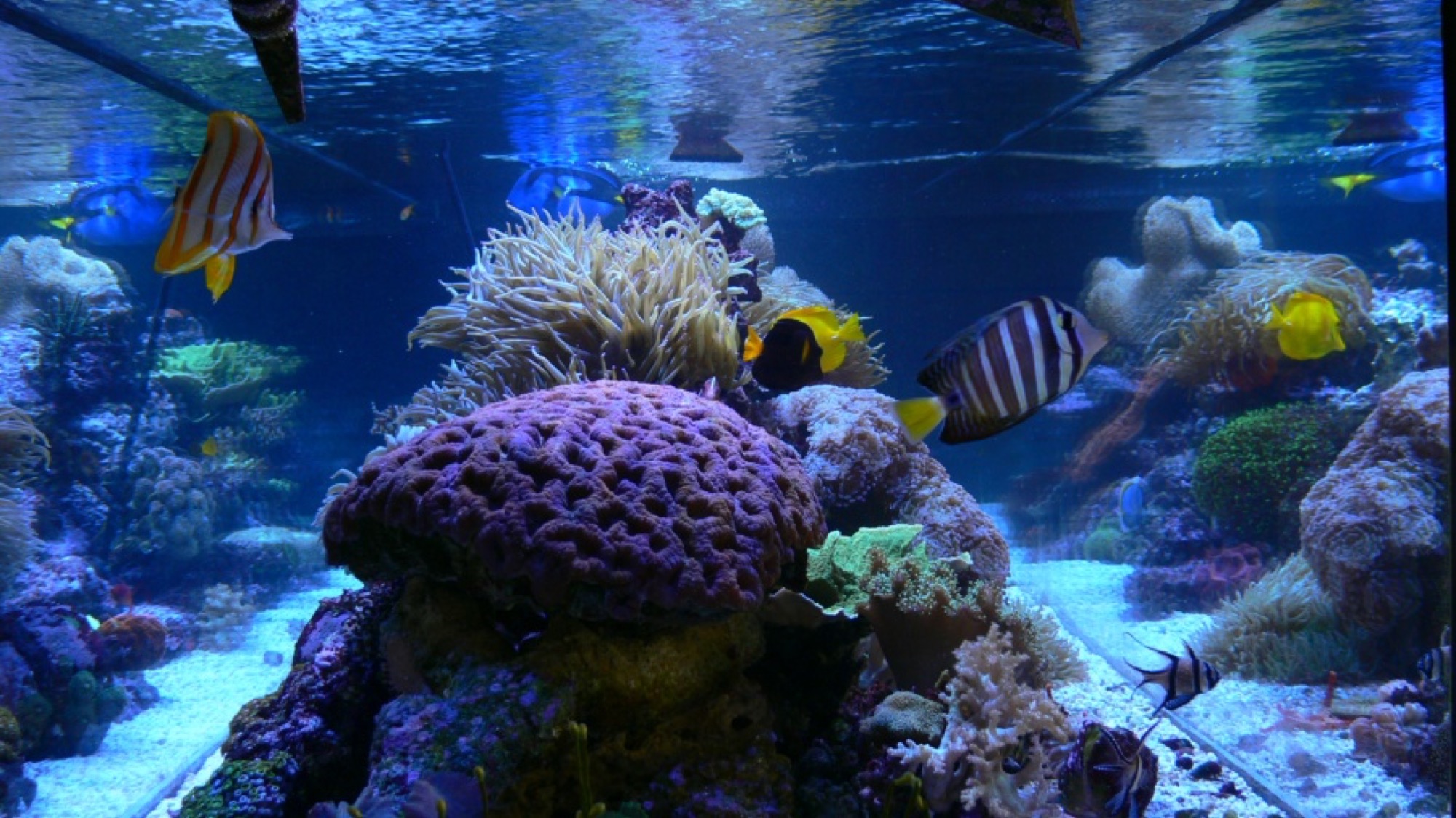 300 gallon reef tank